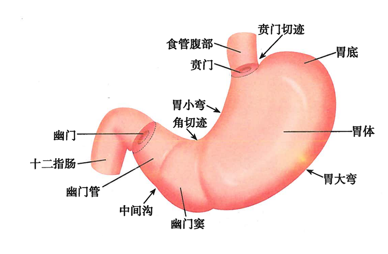 胃蛋白酶原与胃癌的筛查